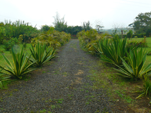 A long driveway leads from the Venado road, removing it from the occasional vehicle noise on the lightly-traveled.